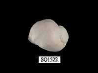 藏品(紫口珊瑚螺)的圖片